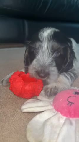 Cockapoo dogs for stud: Blue Roan & Tan-Phantom Stud in Lingfield - Video 2