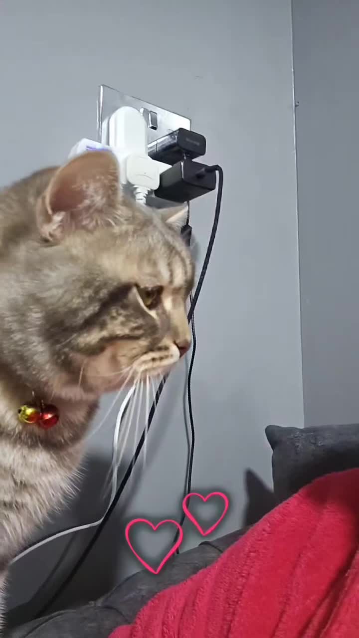 British Shorthair cats for sale: Tiger  in Bradford - Video 1