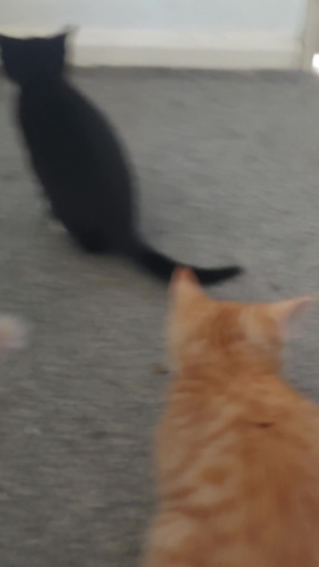 Mixed Breed cats for sale: Four beautiful kittens  in London - Video 2