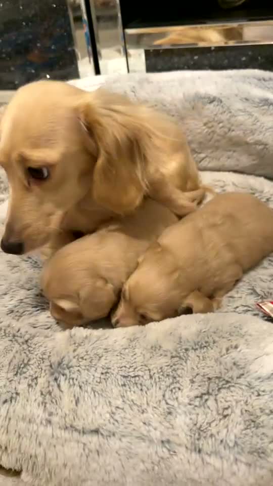 Dachshund dogs for sale: Selling miniature cream long hair puppies.  - Video 1