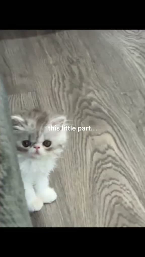 Persian cats for sale: Persian Kittens Bi-Color - Punch Face - GCCF - Video 2
