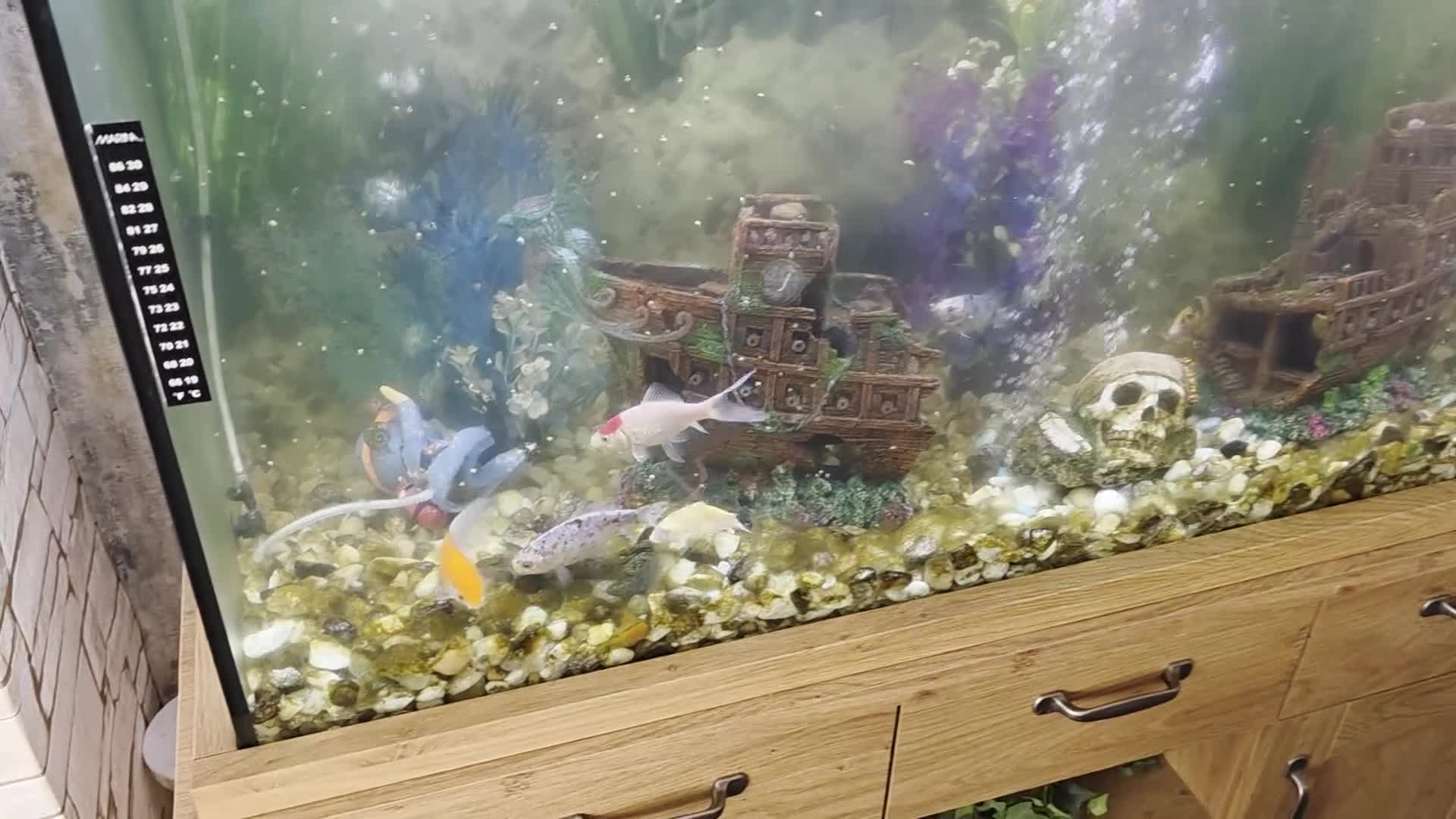 Koi Carp fish for sale: Fish tank and fish - Video 1
