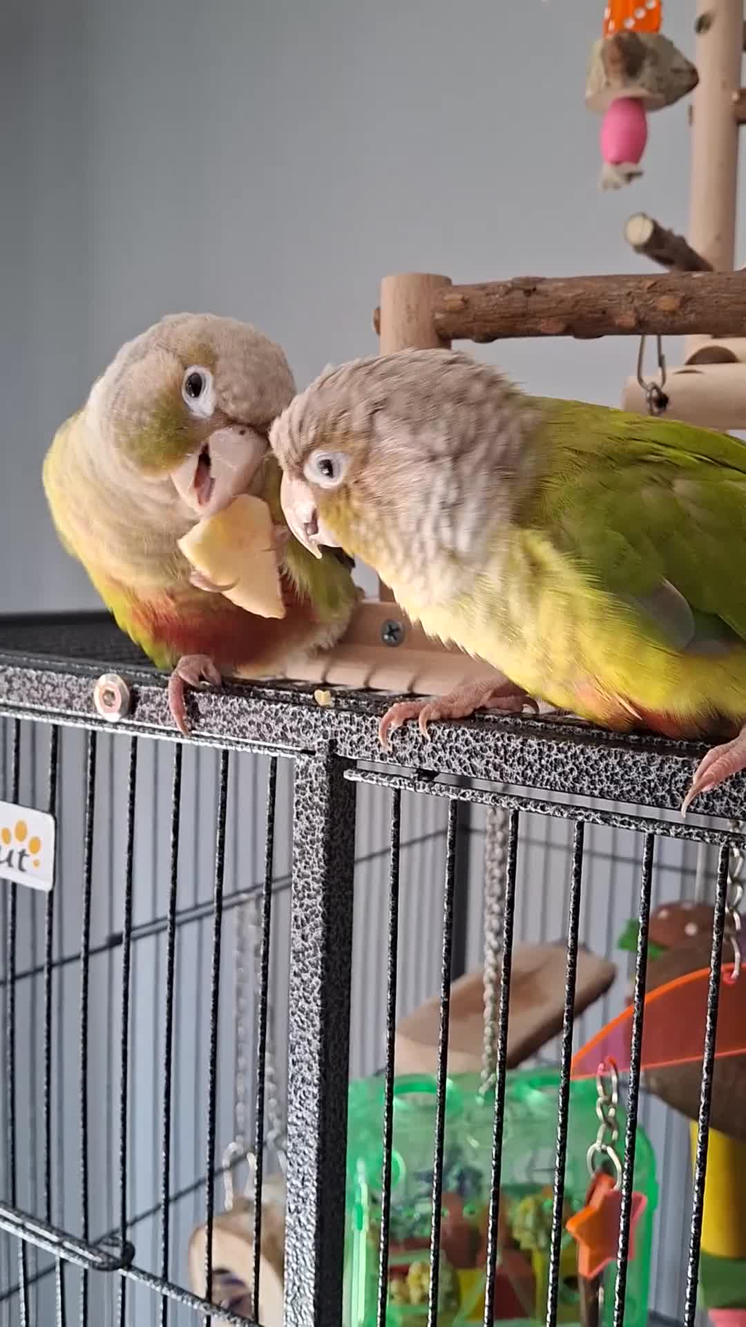 Conures birds for sale: Pineapple Conures - Video 1