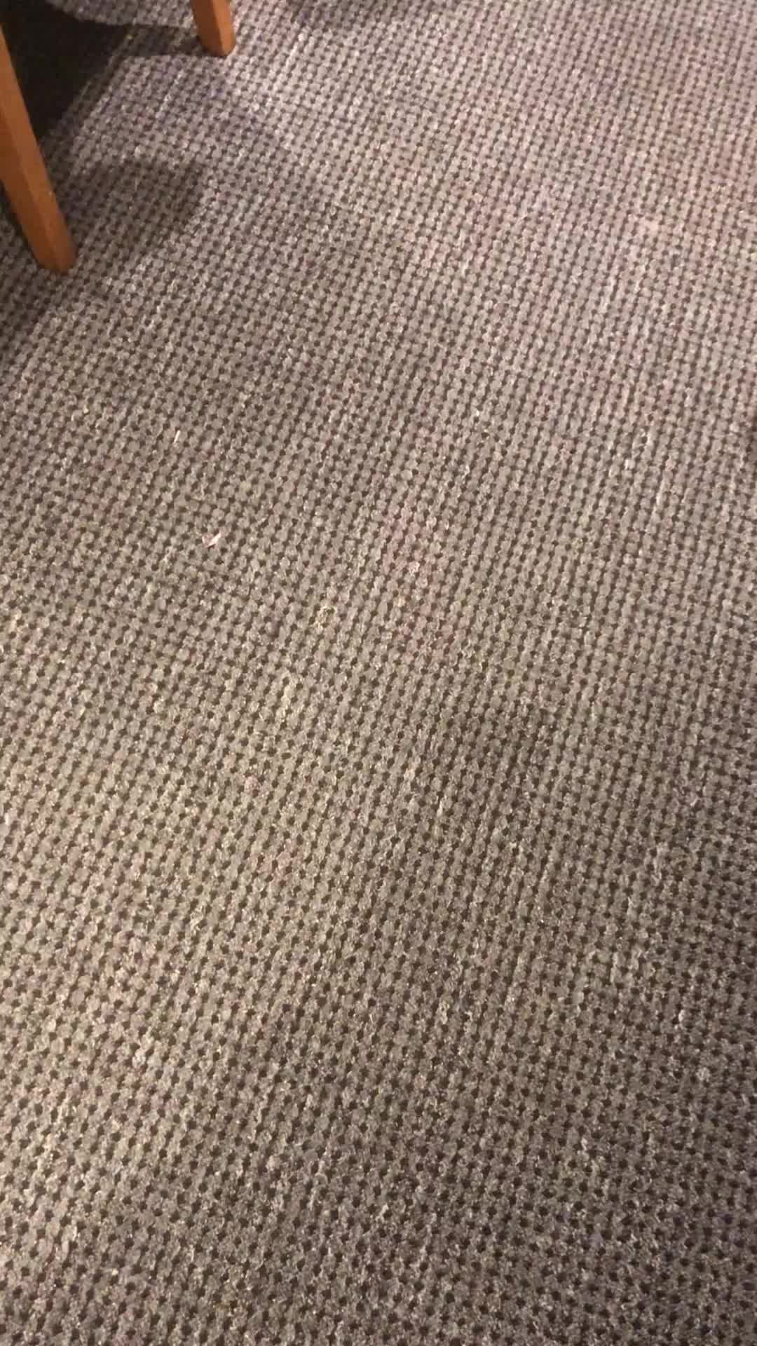 Ragdoll cats for sale: Pure ragdoll boy  - Video 1