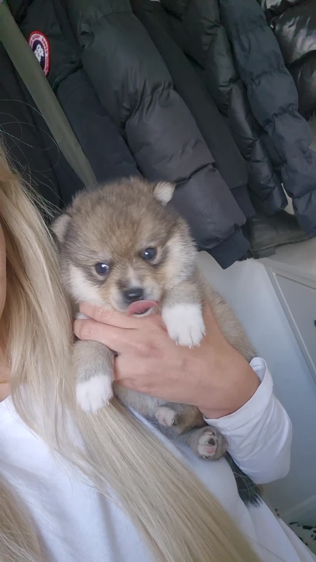 Siberian Husky dogs for sale: Genuine toy pomsky female  - Video 2