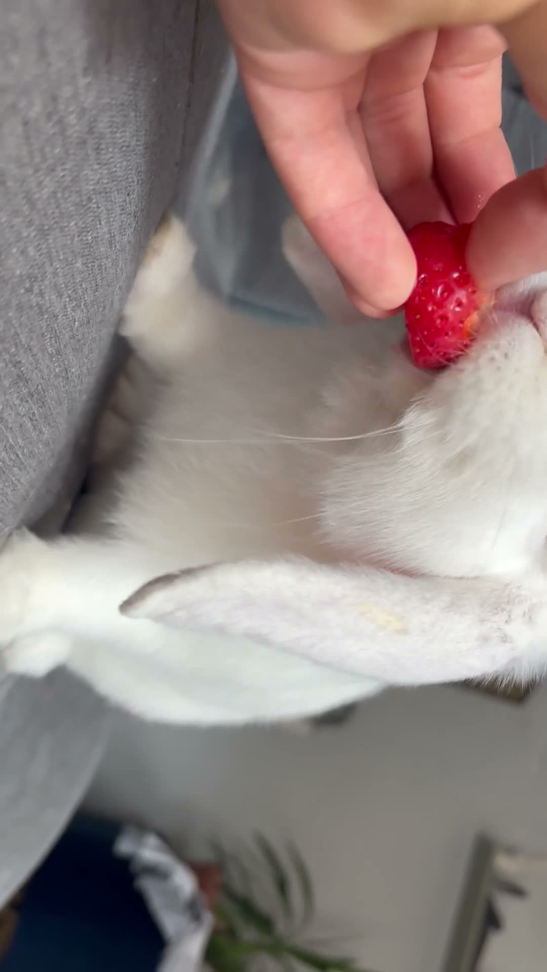 French Lop rabbits for sale: Friendly White female rabbit  in Aldershot - Video 1
