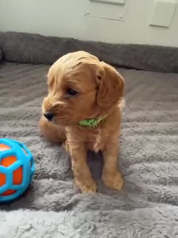 Cockapoo dogs for sale: Beautiful Cockapoo Puppies - Video 2