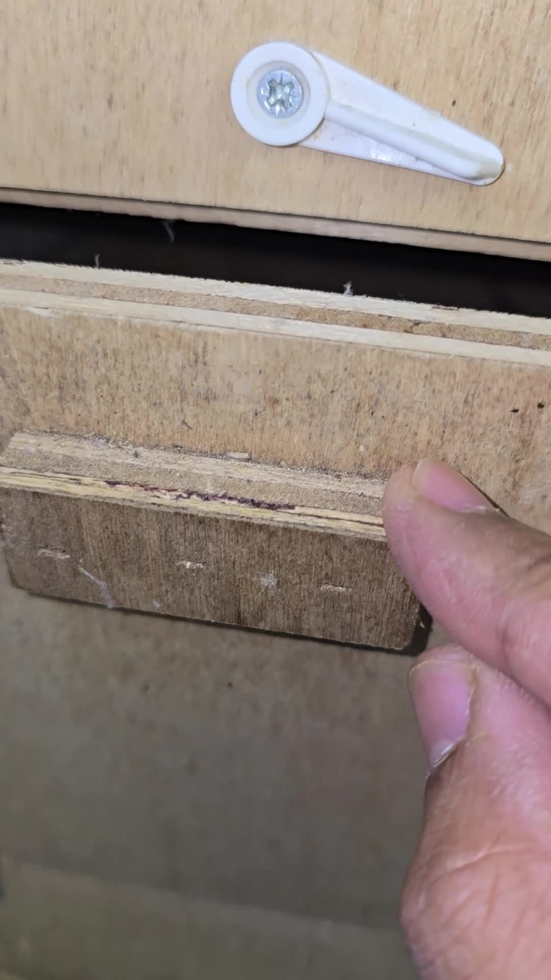 Ringnecks birds for sale: Alexandrine Semi Tamed - Video 2