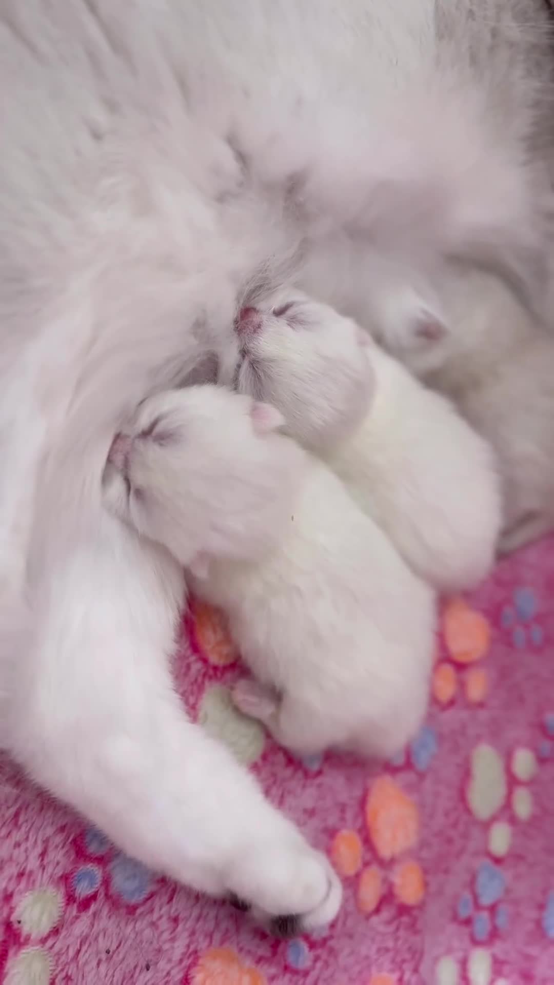 British Shorthair cats for sale: Silver pedigree kittens  - Video 1