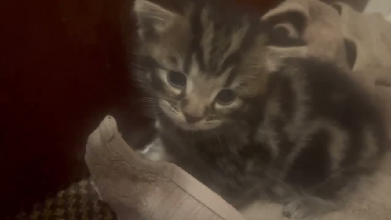 Domestic Shorthair cats for sale: Beautiful fluffy Tabby kitten available  - Video 1