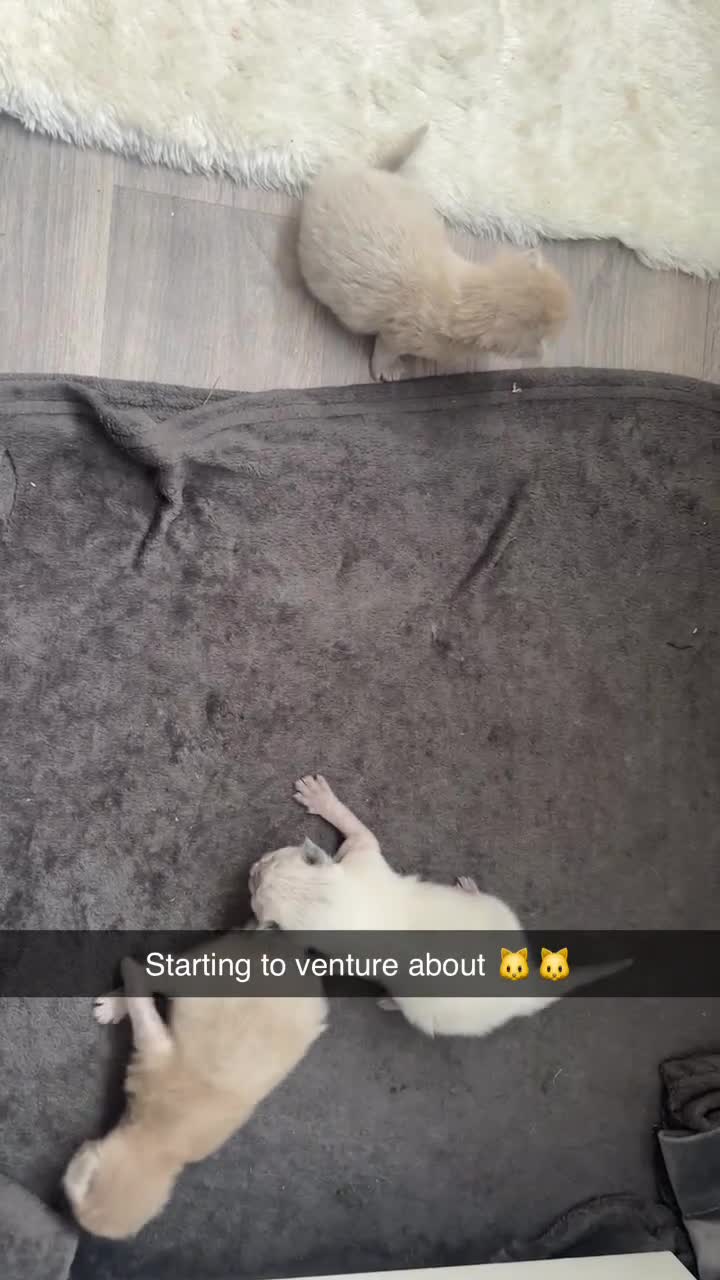 Ragdoll cats for sale: Ragdoll kittens - Video 1