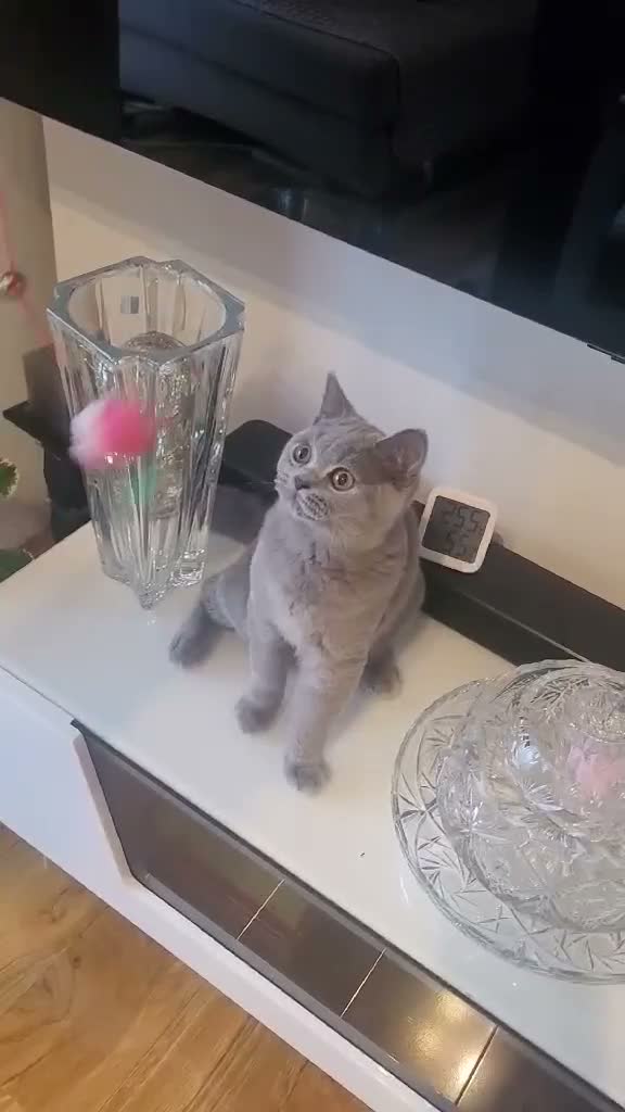 British Shorthair cats for sale: British Short Hair Kittens Ready To Go  - Video 1