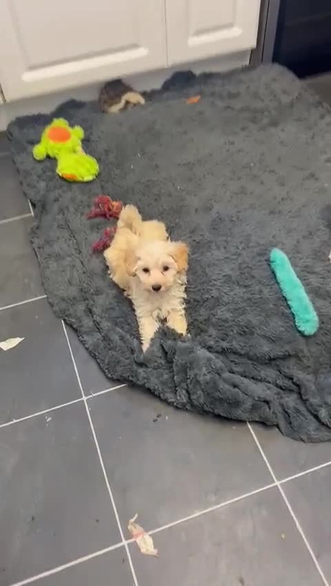 Maltipoo dogs for sale: RESERVED  Absolutely Stunning  Maltipoo GIRL - Video 1
