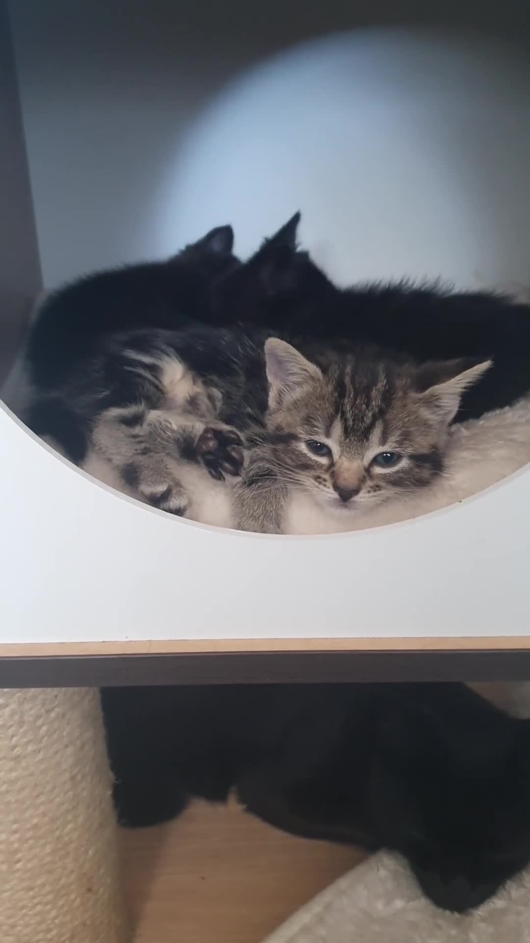Mixed Breed cats for sale: Two Adorable Kittens Looking for Loving Homes - Video 1