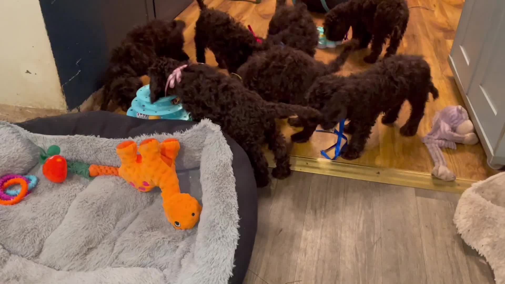 Cockapoo dogs for sale: Chocolate Cockapoo Puppies - PRICE REDUCED - Video 2