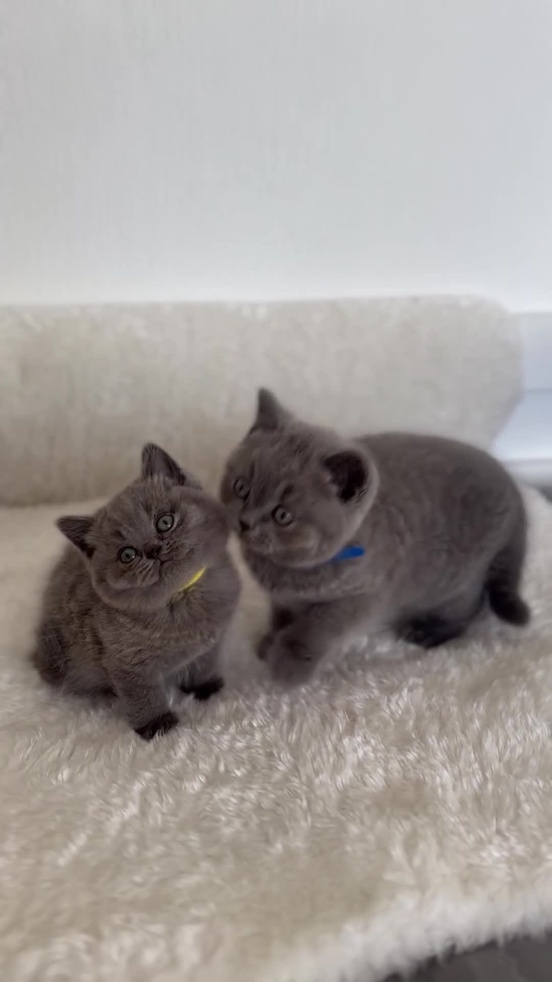 British Shorthair cats for sale: 💎  CHAMPION LINES BSH BLUE  💎 - Video 1