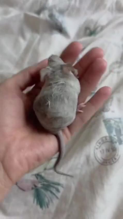 Mouse rodents for sale: 4 girls ready to go - Video 4