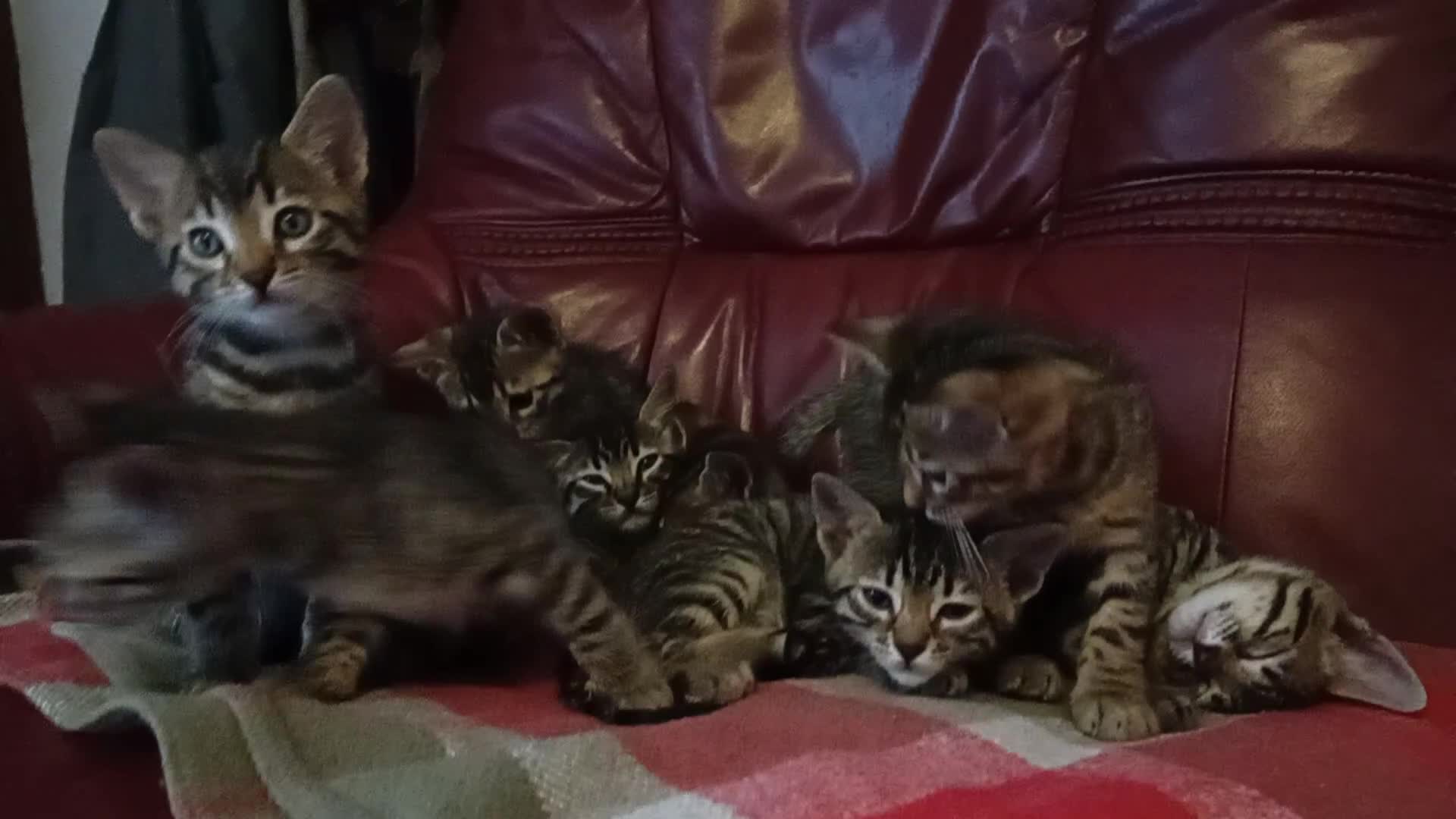 Bengal cats for sale: 4x Girls & 4x Boys – Stunning Bengal cross Kittens - Video 1