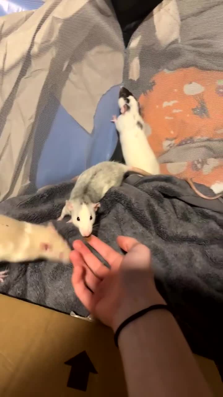 Rat rodents for sale: 4 female rats - Video 1