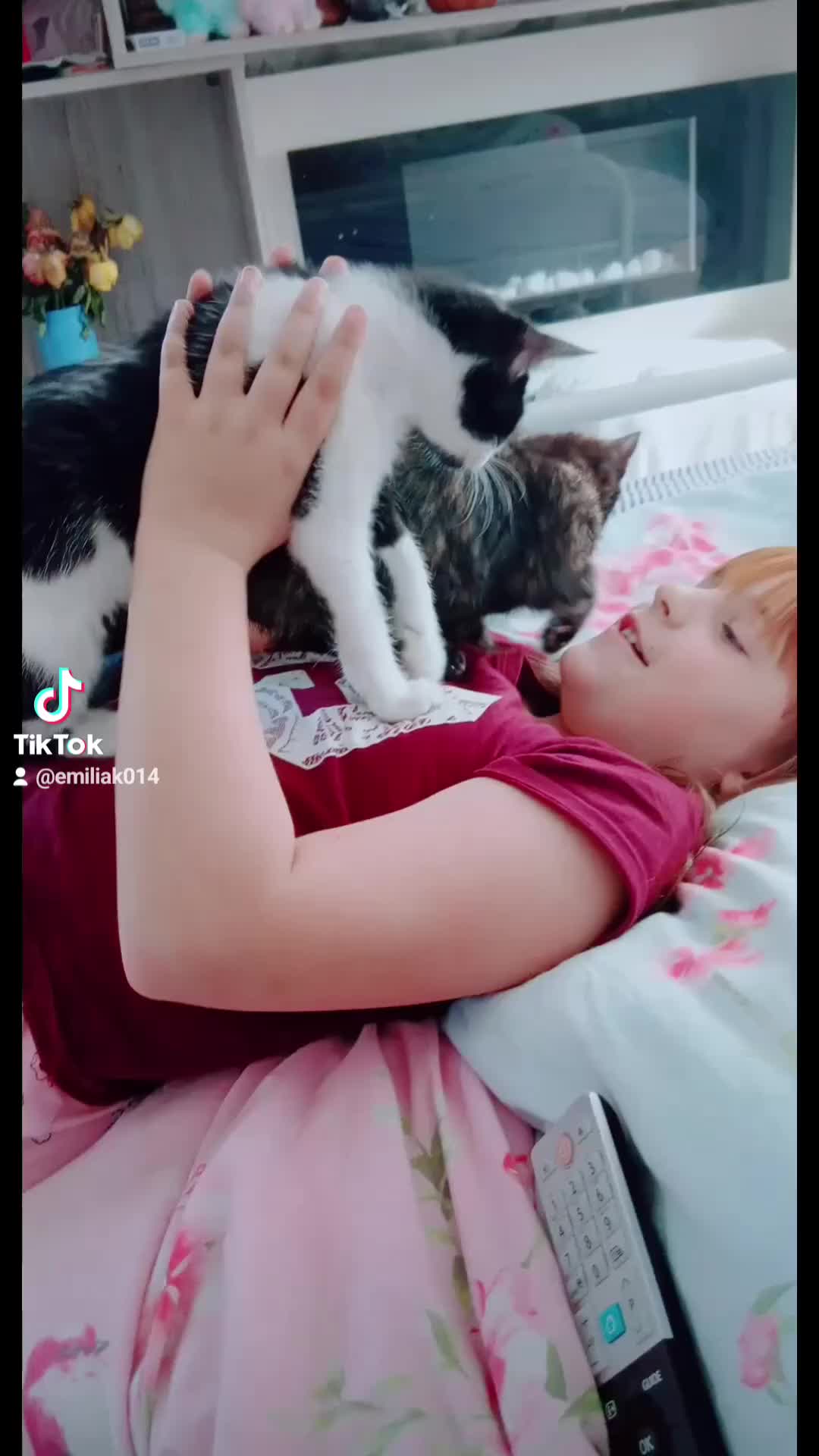 Turkish Angora cats for sale: Beautiful boy looking for home  - Video 2