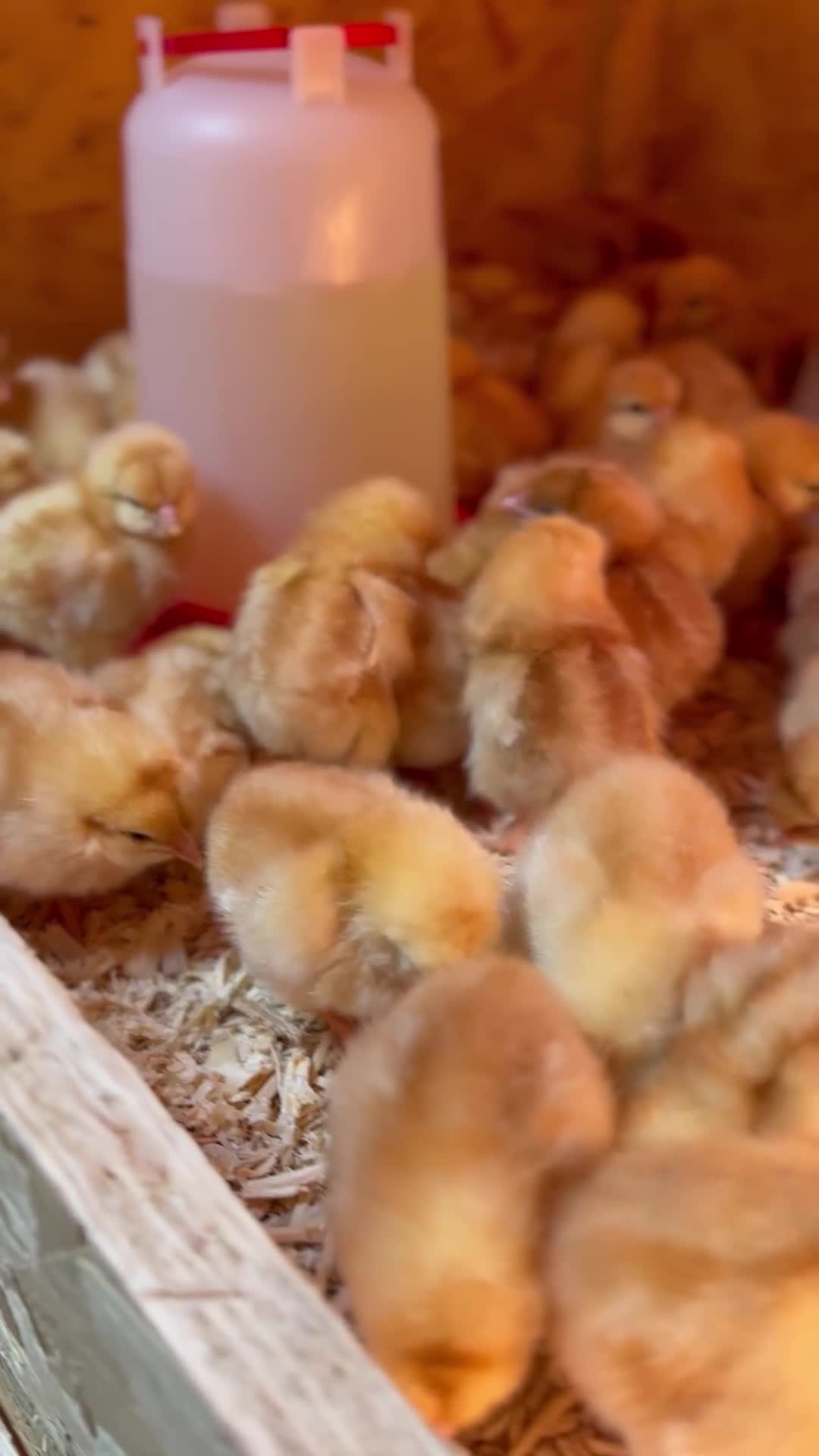 Chickens poultry for sale: Chicks and Starter sets  - Video 1