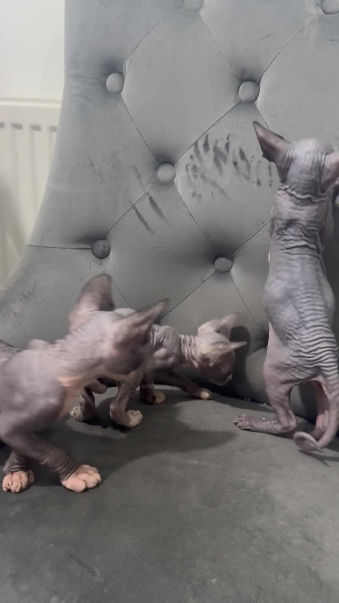 Sphynx cats for sale: ✨ 3 Beautiful Sphynx Kittens – 2 Boys & 1 Girl ✨ - Video 2