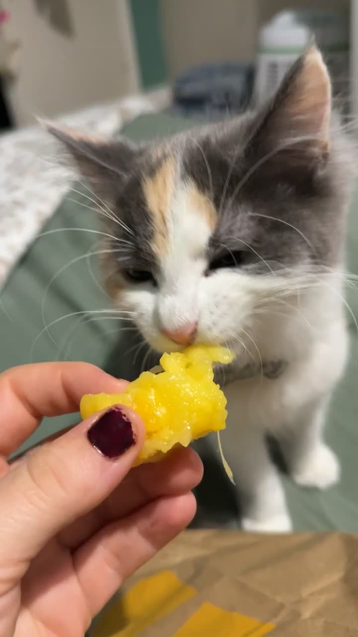 Mixed Breed cats for sale: Willow 11 month old female  - Video 1