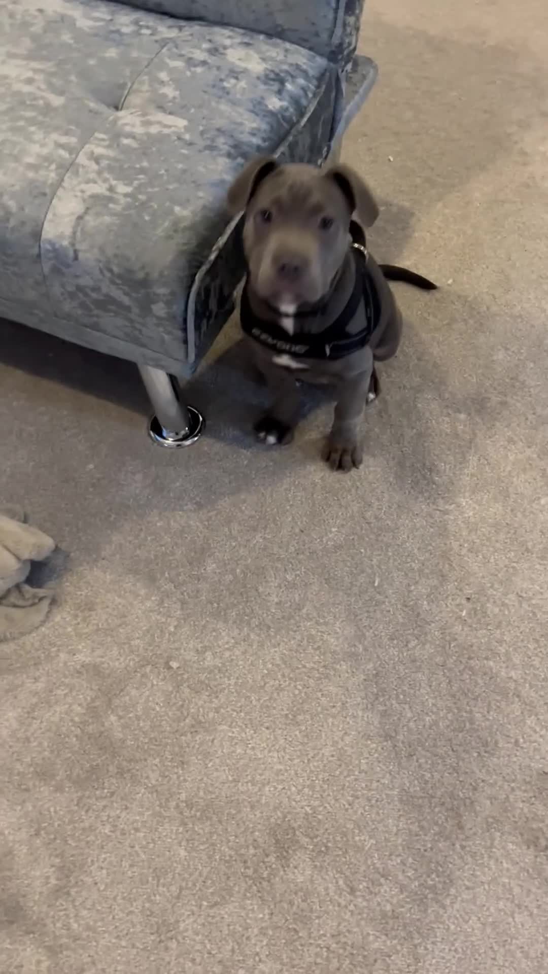 Staffordshire Bull Terrier dogs for sale: Yogi Bear 3 1/2 months old male Staff pup.  - Video 1