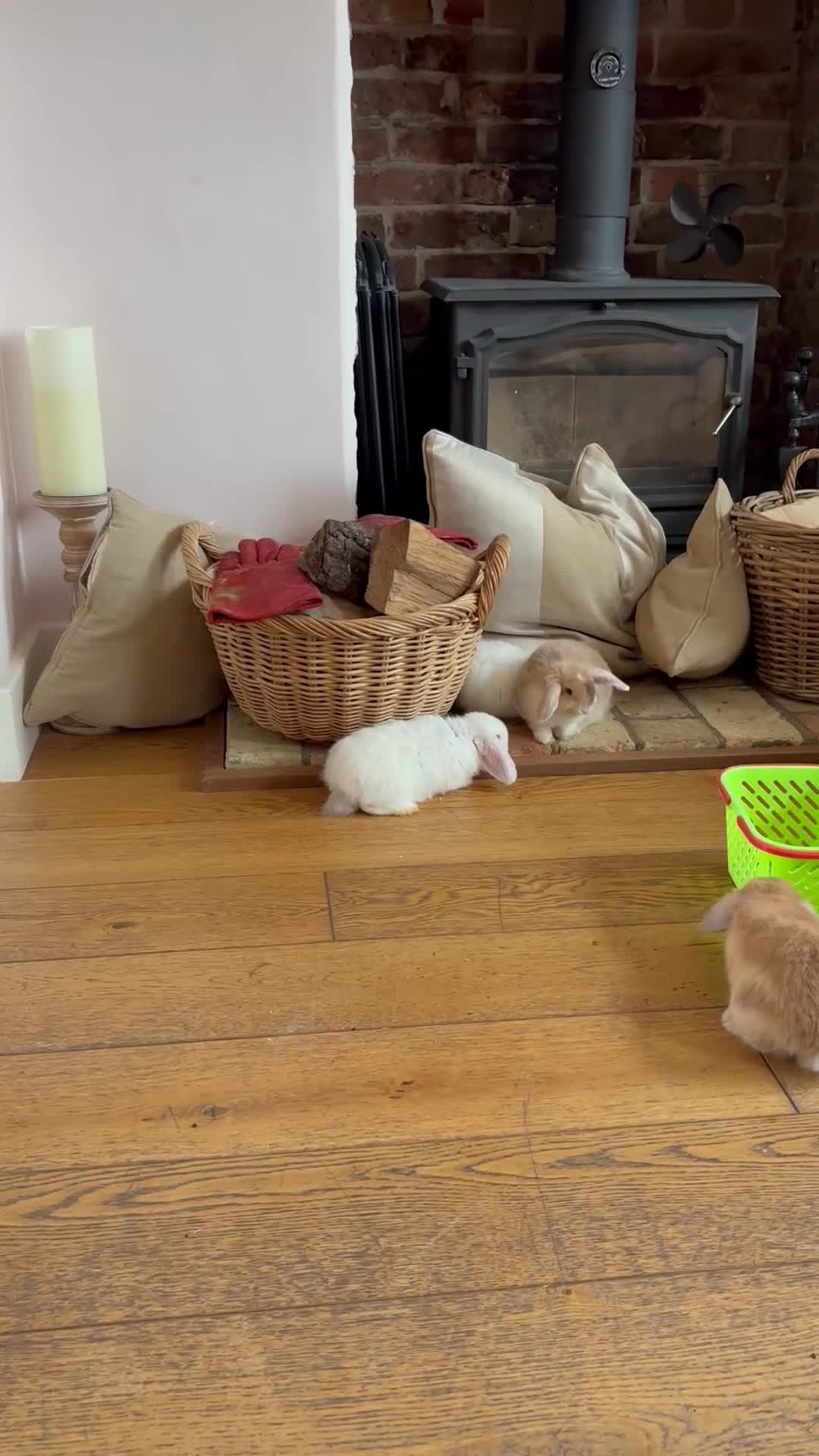 Mini Lop rabbits for sale: Beautiful mini lop rabbits - Video 2