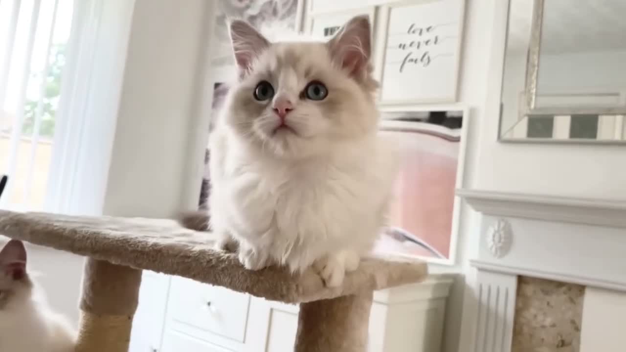 Ragdoll cats for sale: INDOOR GCCF REGISTERED RAGDOLL KITTENS - Video 5