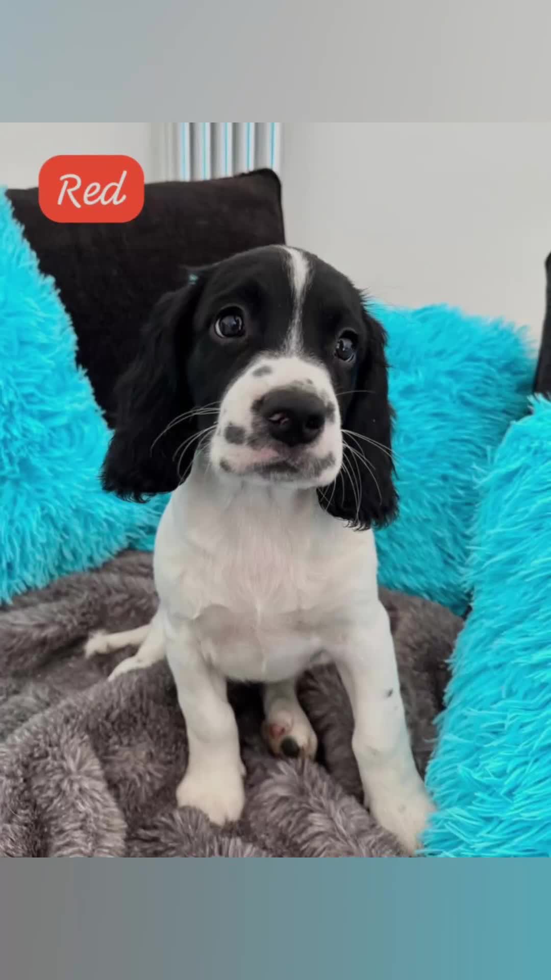 English Springer Spaniel dogs for sale: English Springer Spaniels - Video 1