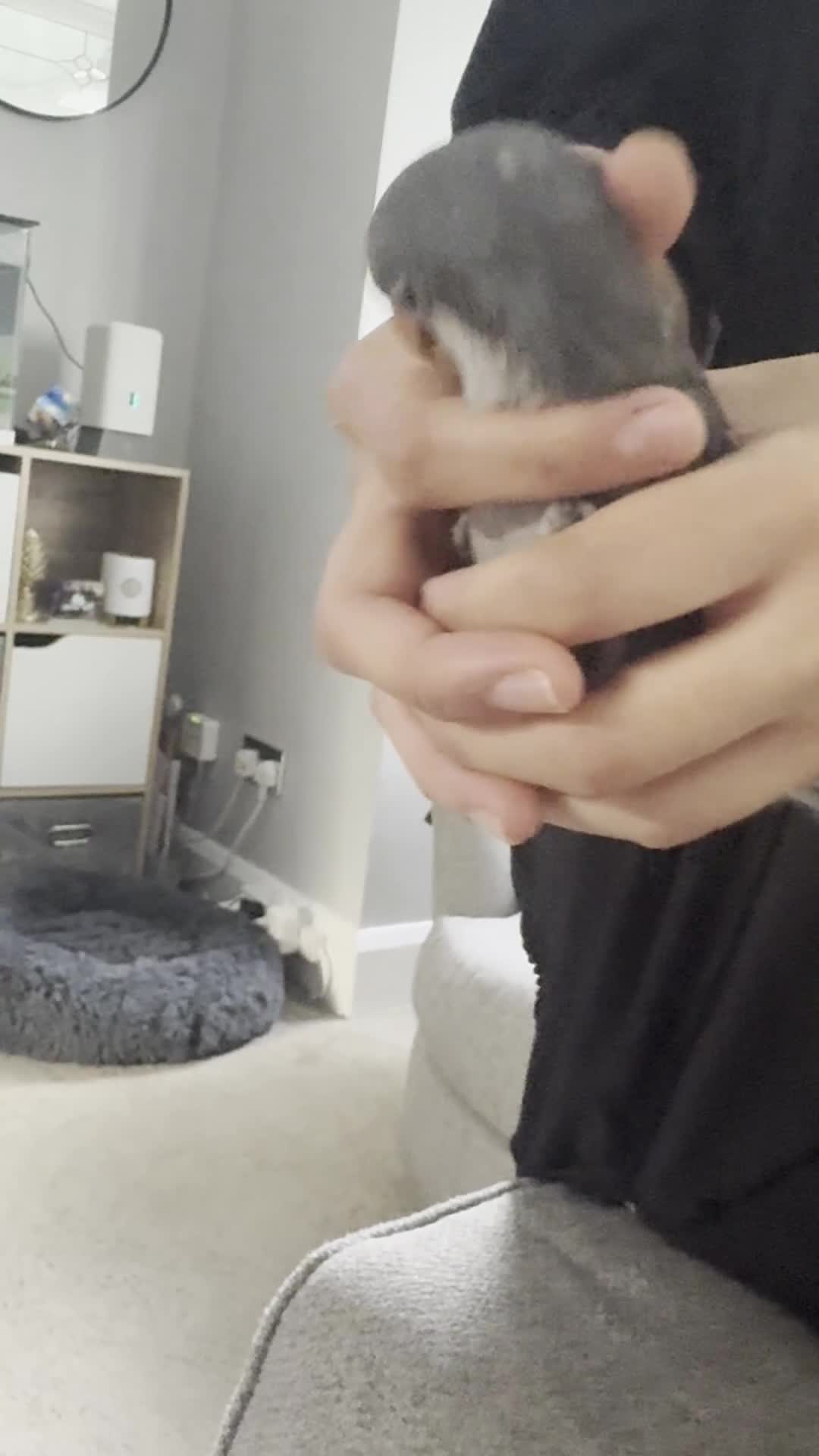 Budgerigars birds for sale:  Two Adorable Blue-Grey Baby Quaker Parrots - Video 1