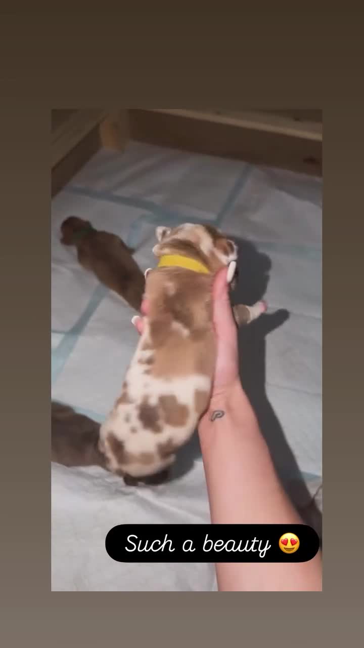 Cane Corso dogs for sale: ✨Amazing Merle cane corso x Bandog puppies ✨ - Video 1