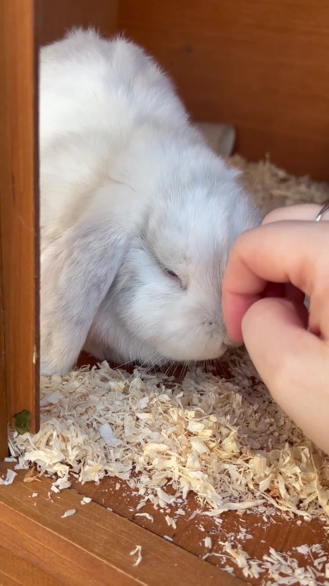 Mini Lop rabbits for sale: Male rabbit needing a loving home - Video 1