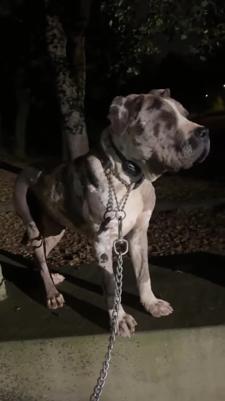 Mastiff dogs for sale: Mastiff Cross for sale in Bradford - Video 1