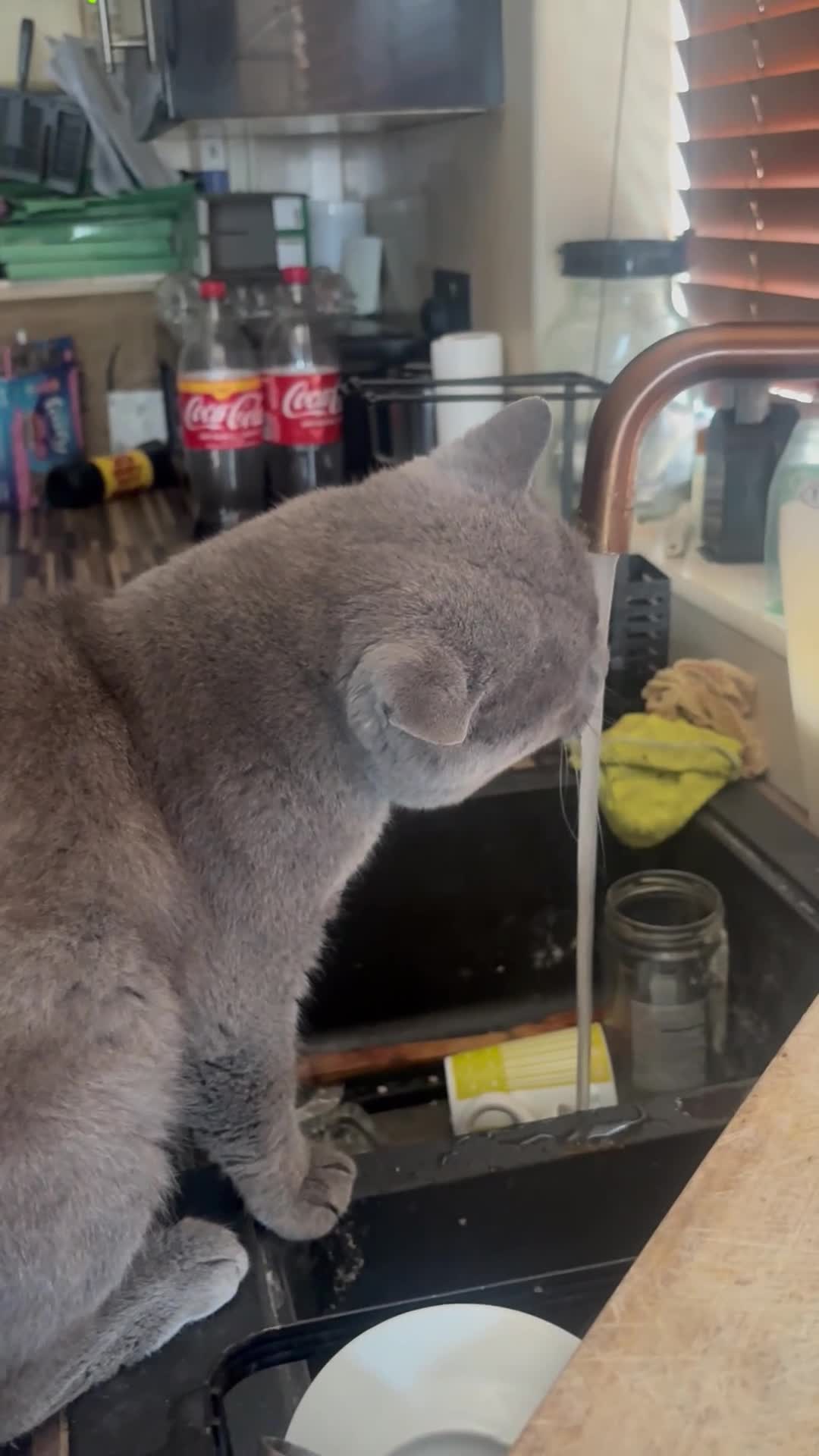 British Shorthair cats for sale: British Shorthair kittens  - Video 1