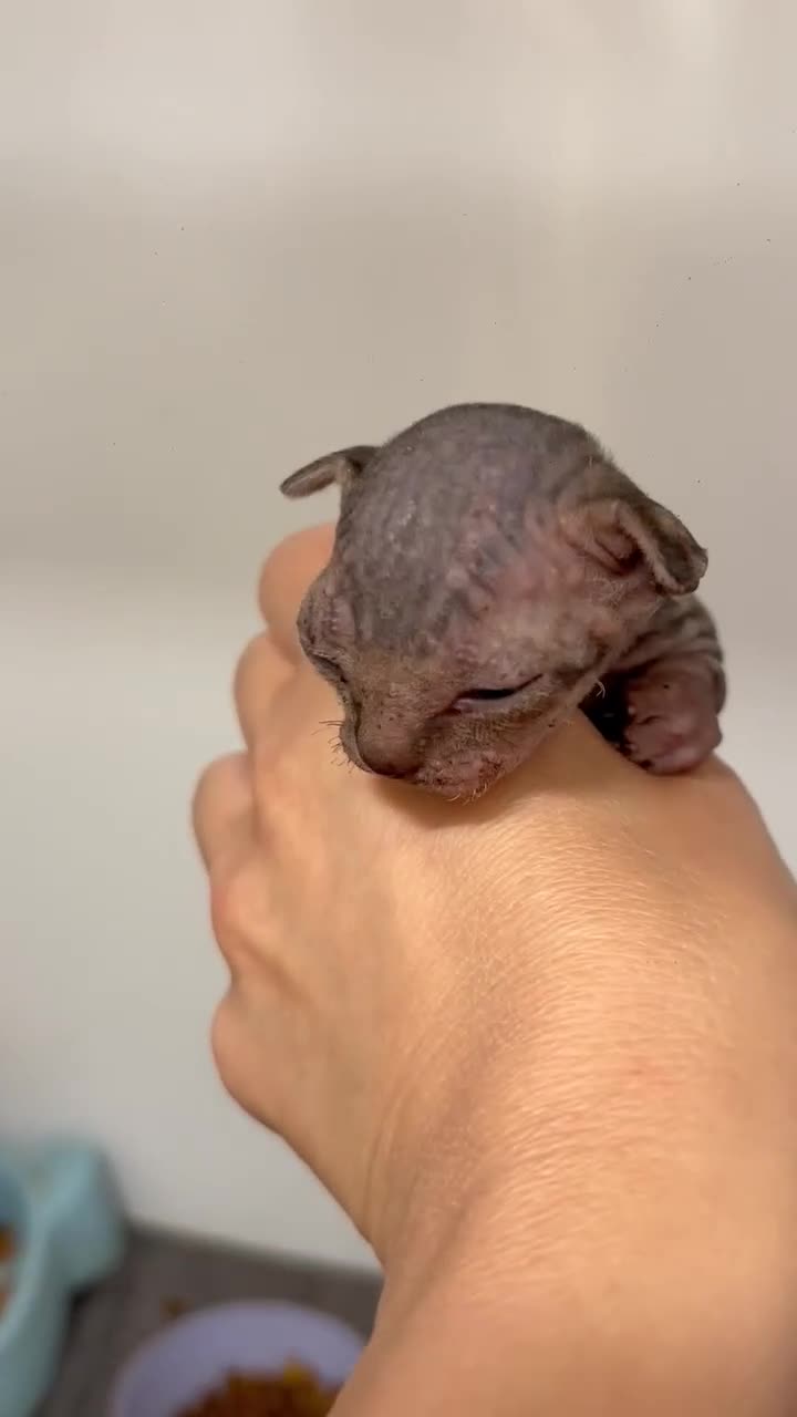 Sphynx cats for sale: SPHYNX ELF BAMBINO KITTEN TICCA REGISTERED ACTIVE  - Video 2