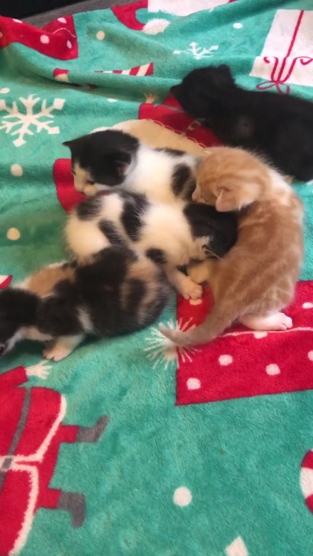 British Shorthair cats for sale: Female kittens  - Video 1