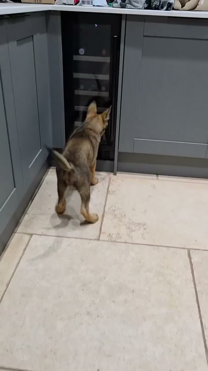 German Shepherd dogs for sale: DDR German Shepherds  - Video 1