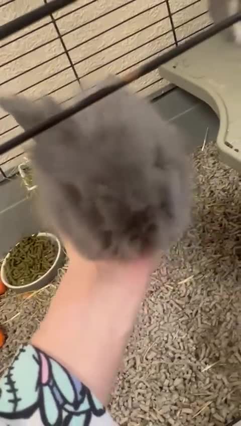 Lionhead rabbits for sale: Double lion head baby in Deeside - Video 1