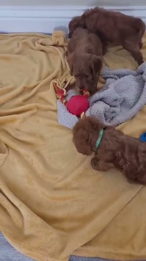 Cockapoo dogs for sale: RED SHOW COCKAPOO PRA CLEAR in Coalville - Video 1