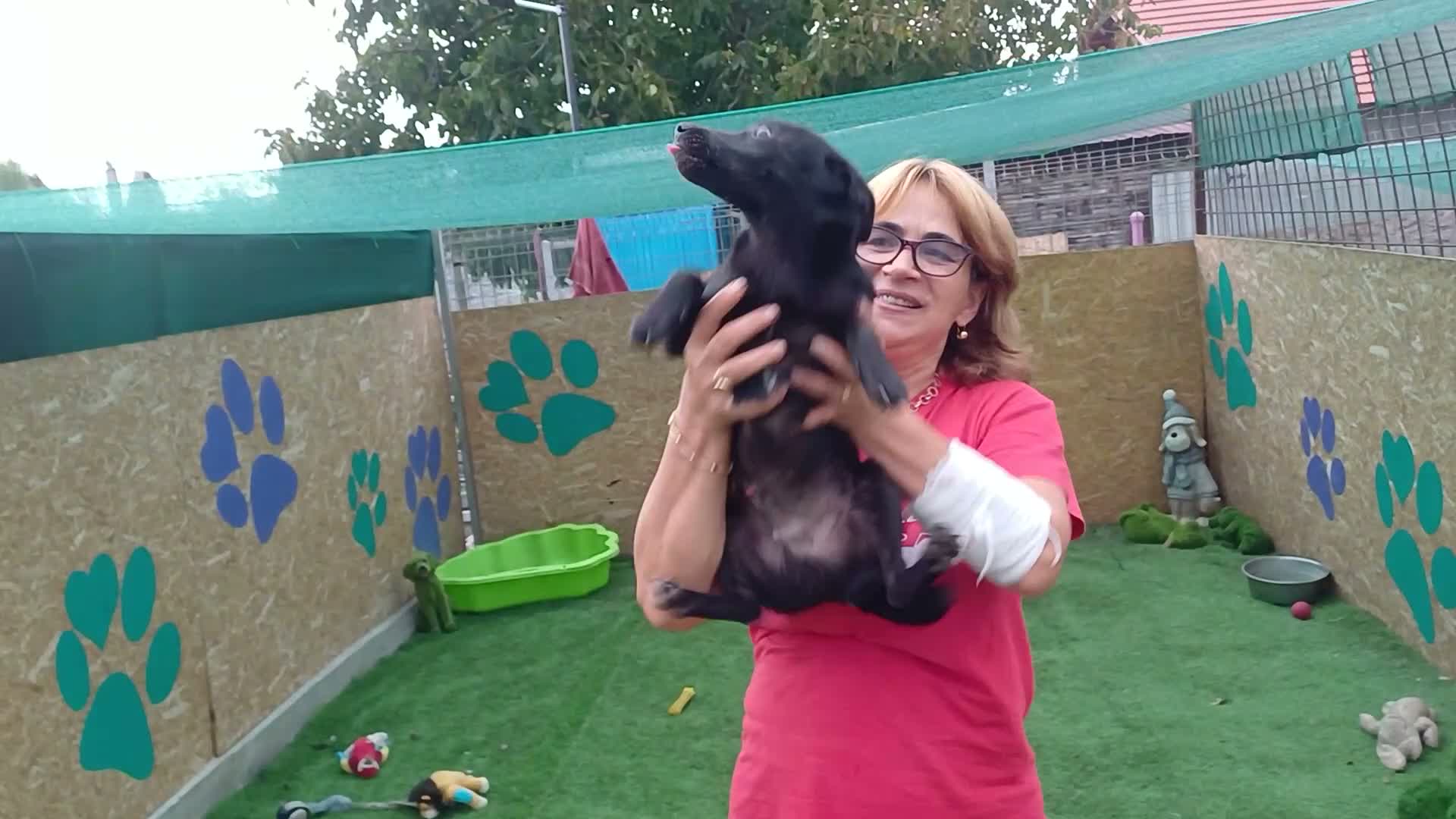 Mixed Breed dogs for adoption: 🐾🖤EBONY – A BEAUTIFUL BOY FOR A LOVING HOME🖤🐾 - Video 3