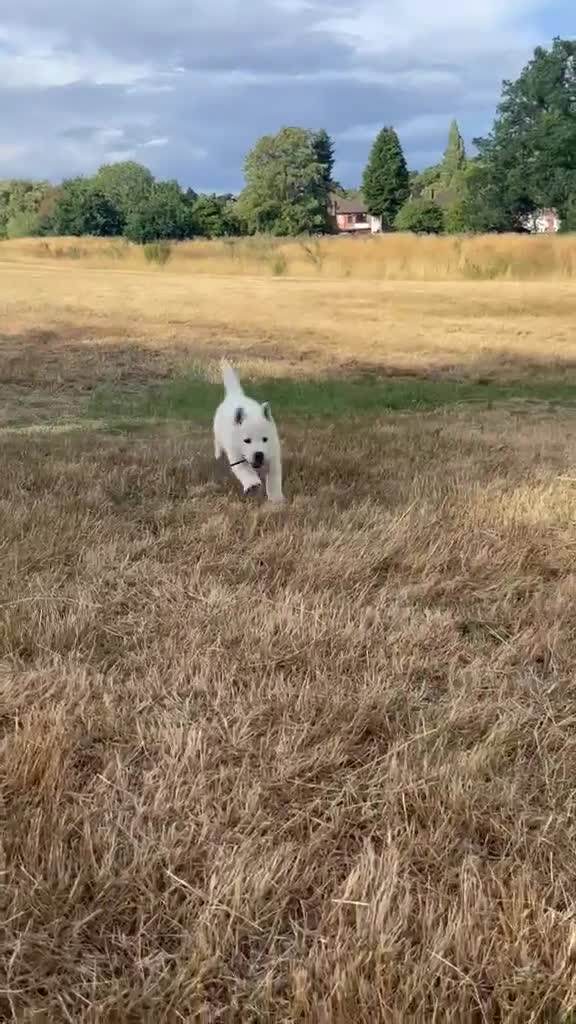 Japanese Akita Inu dogs for sale: Our beautiful Japanese Akita  - Video 1