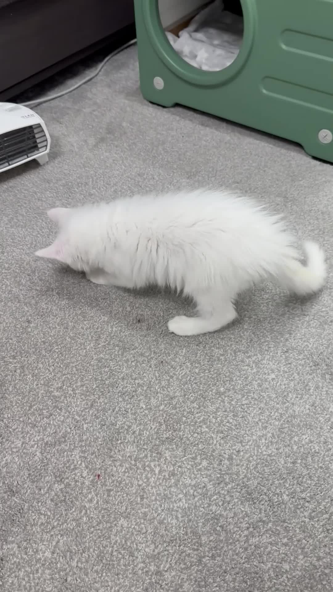 Maine Coon cats for sale: Purebred Pedigree XL Maine Coone Angora Kitten - Video 2