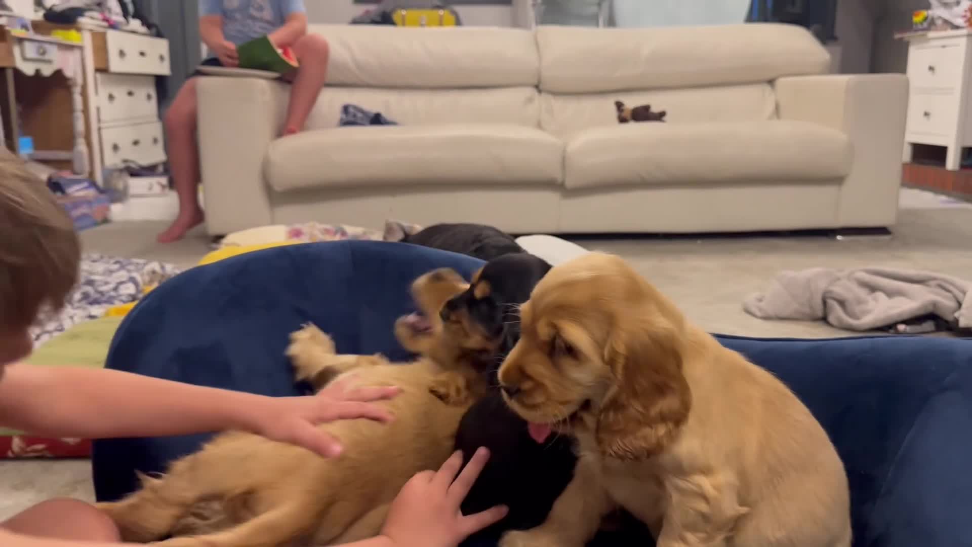 Cocker Spaniel dogs for sale: Gorgeous KC Show Cocker Babies  - Video 1