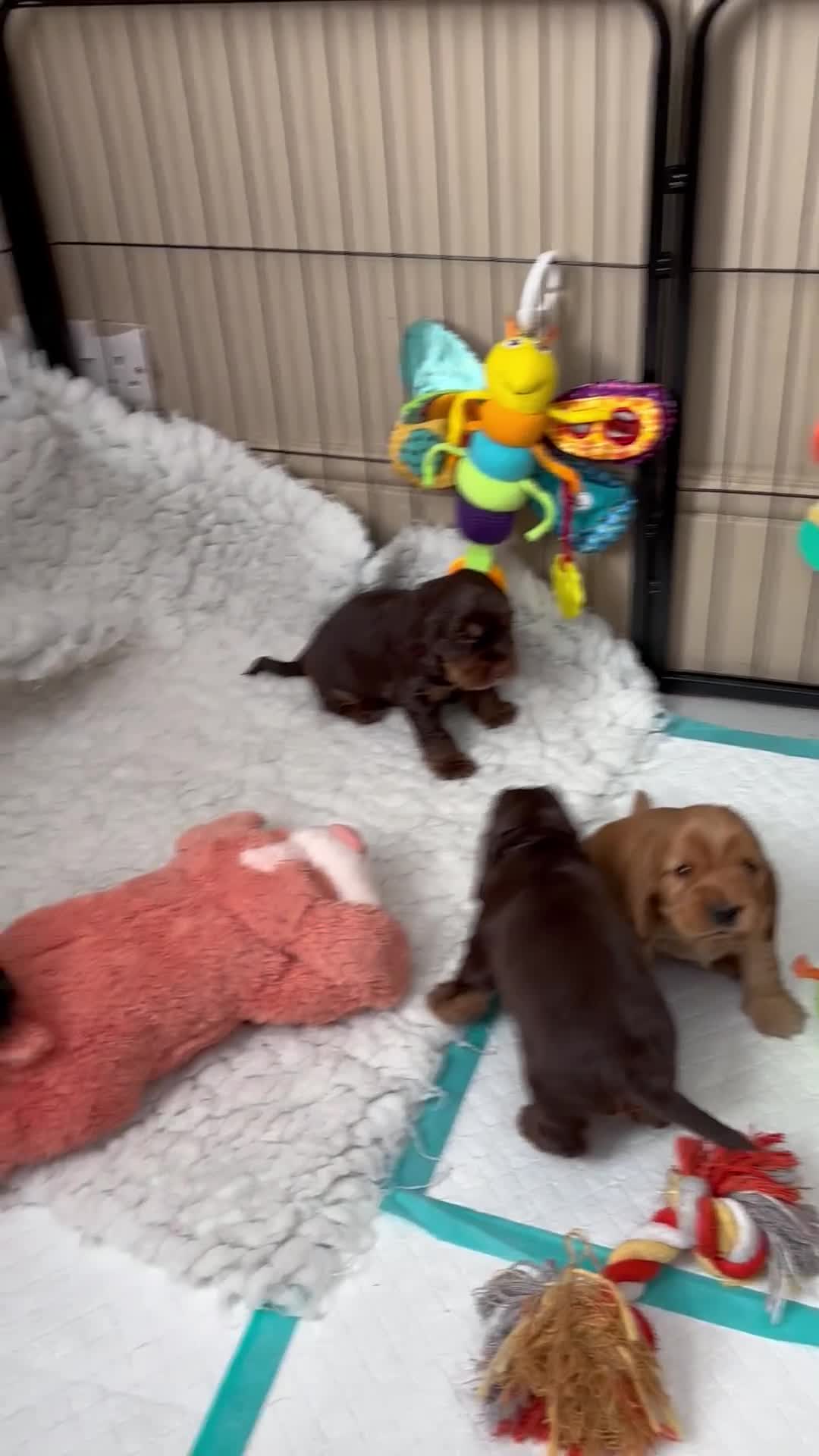Cocker Spaniel dogs for sale: Stunning 5⭐️ show cockers 4th generation  - Video 1