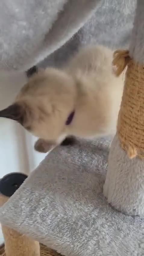 Ragamese cats for sale: Gorgeous Ragdoll x Siamese Kittens - Video 2