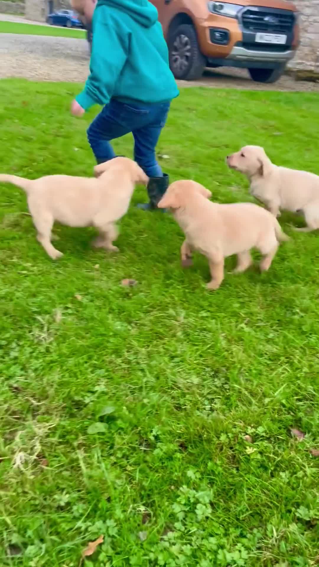 Labrador Retriever dogs for sale: Working Labrador’s  - Video 2
