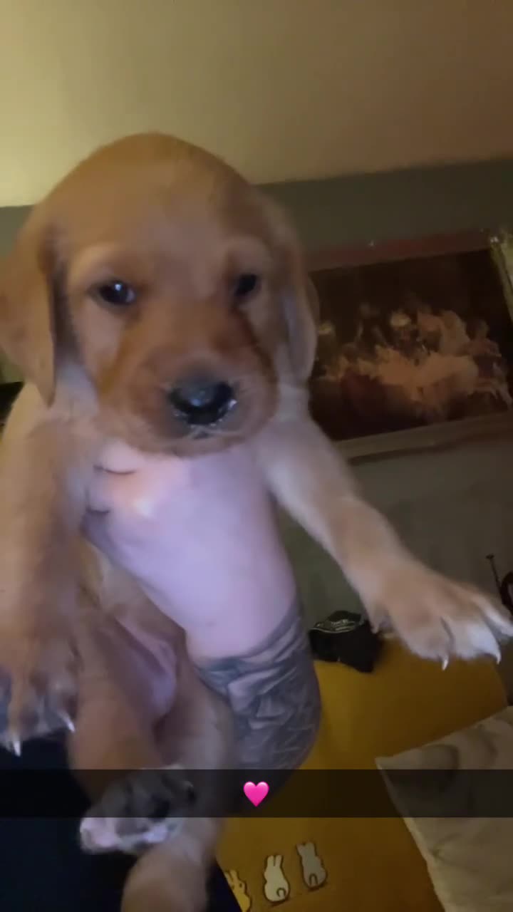 Labradoodle dogs for sale: Family Labradodles looking for a Family home 🏡  - Video 1