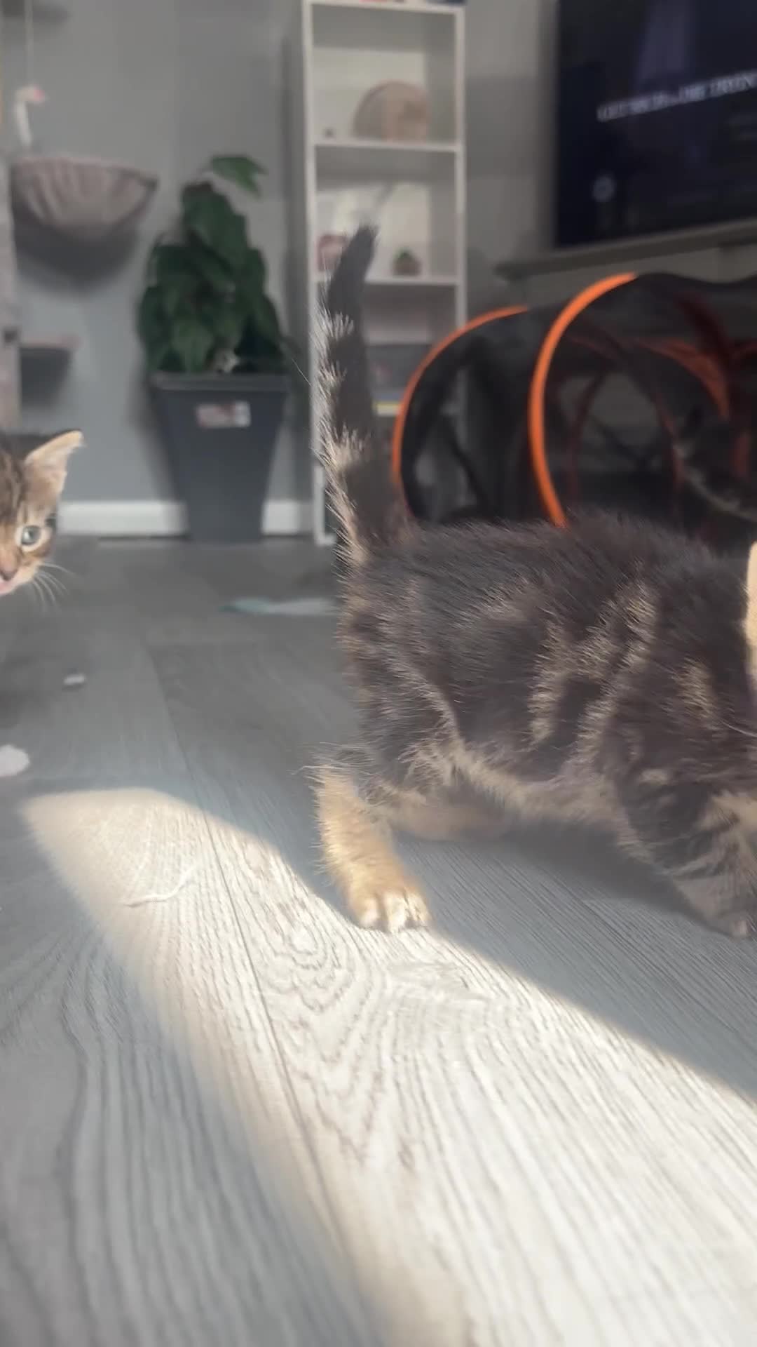 Mixed Breed cats for sale: beautiful, fluffy, tabby litter of 6 kittens - Video 3